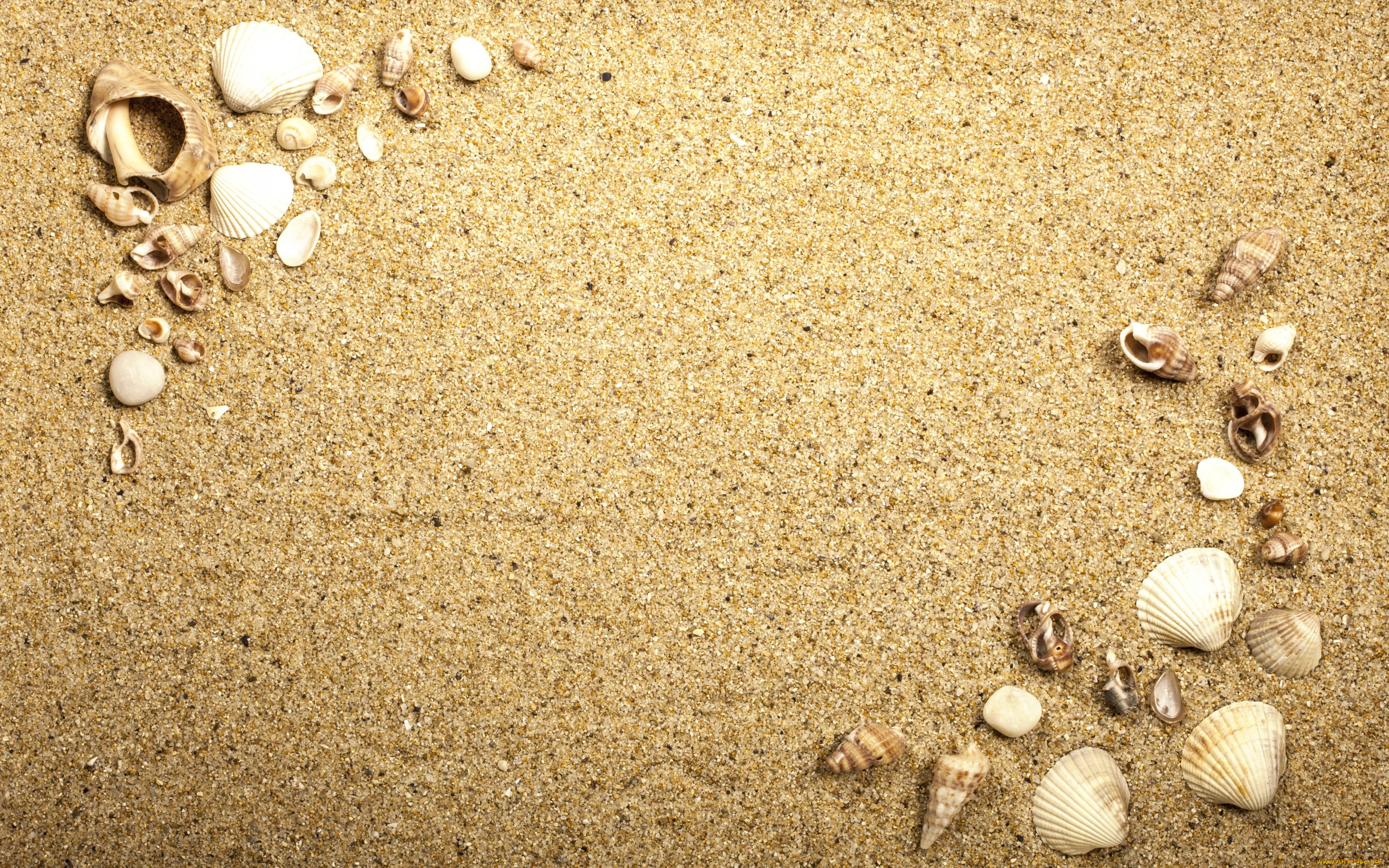 , ,  ,    spa-, beach, texture, sand, , seashells, marine